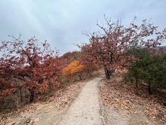 -北京十三陵国家森林公园蟒山景区