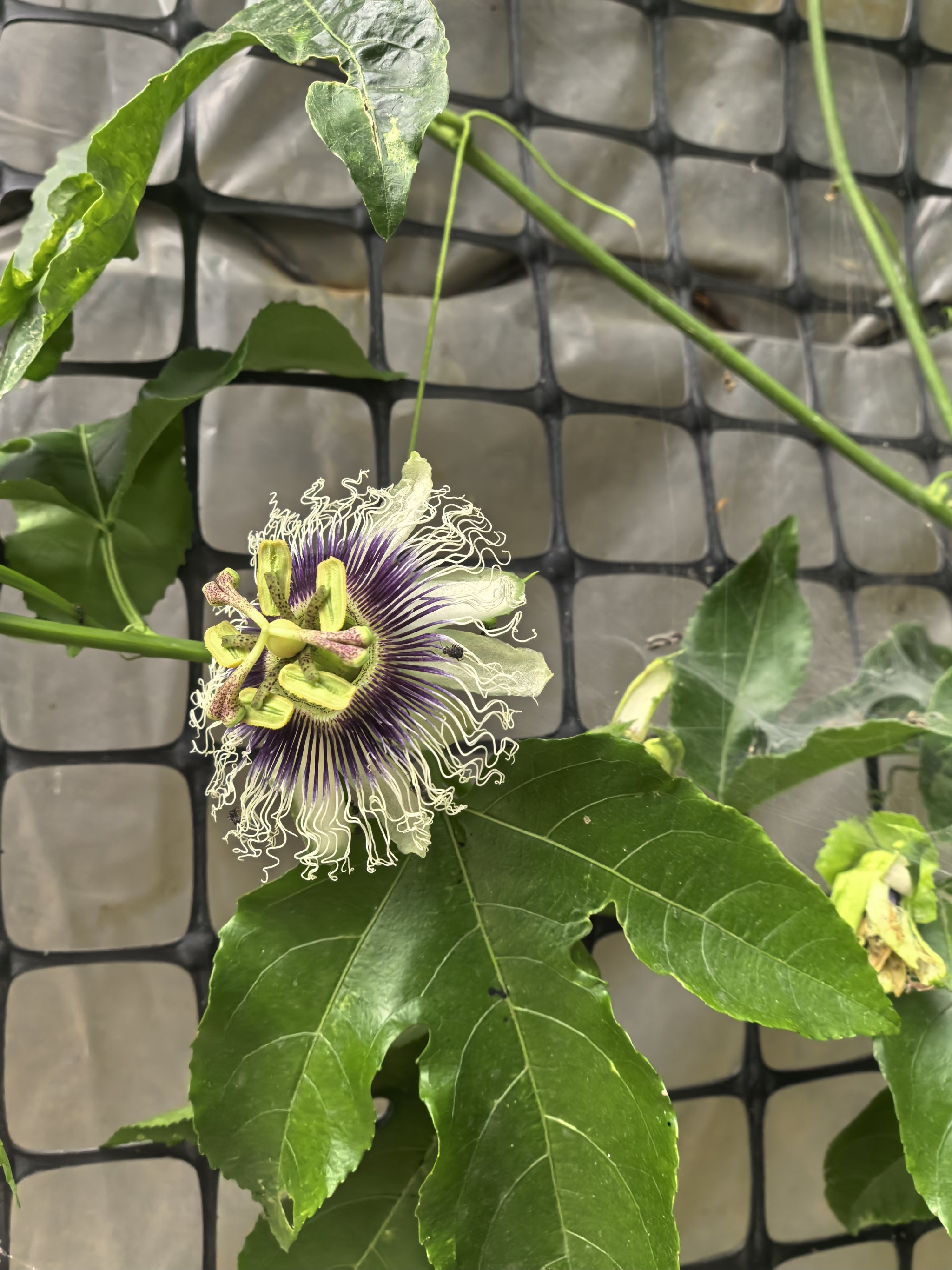 百香果花结构图图片