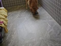 -趣玩宠物乐园寄养训犬训狗游泳池