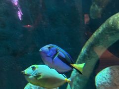 -悉尼海洋生物水族馆