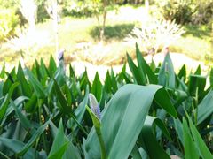 -云溪植物园