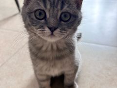 -天使宠物医院·犬猫分诊(彩虹店)