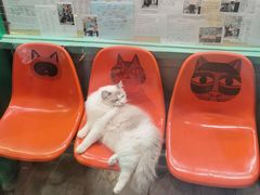 -猫咪博物馆(顶澳仔猫街店)