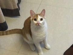 -PETKIT小佩宠物(古北店)