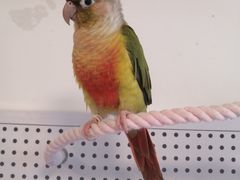 -吉丁鸟咖·异宠·寄养