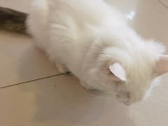 -平行世界·猫咖(首经贸店)