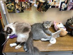 -猫色咖啡·猫咖