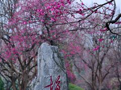 -梅花山(明孝陵内)