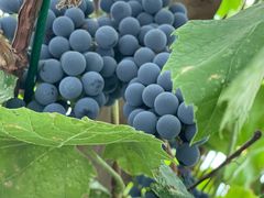 -北京古堡35号院