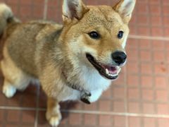 -柴犬高等学院·狗咖·柴犬售卖·宠物训练