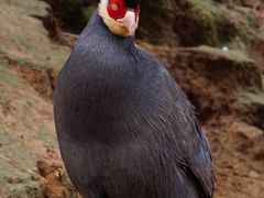 -青藏高原野生动物园