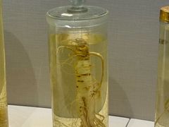-广东中医药博物馆