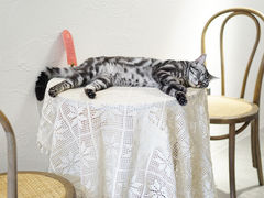 -猫友咖啡店(玉林西路店)
