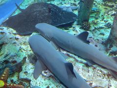 -石林冰雪海洋世界