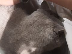 -猫小院猫主题餐厅(三里屯店)