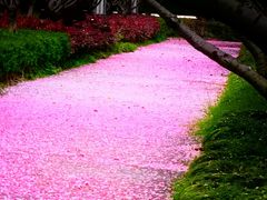 -高东镇樱花园
