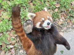 -合肥野生动物园