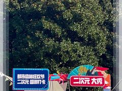 -上海共青森林公园