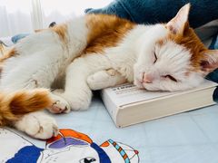 -北京赛佳动物医院