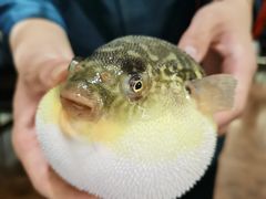 -肆月河豚·新淮扬(金融街店)