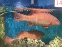 -鑫悦楼煎蟹·16年海鲜大排档