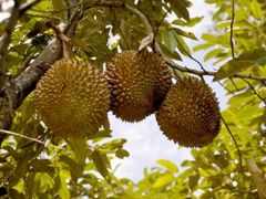 -MUSANG KING猫山王(龙湖杭州滨江天街店)