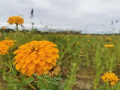 -映月湖中央公园