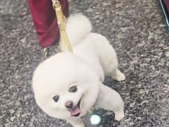 -瑞鹏宠物医院华南总院·夜诊·心脏科·骨科