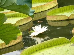 -国家植物园南园