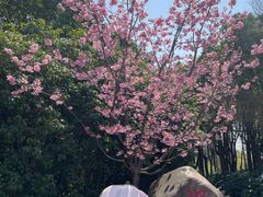 -顾村公园