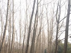 -蜀冈西峰生态公园