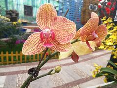 -石家庄市植物园