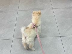 -中农大我爱我爱动物医院·核磁CT·猫病·24小时夜诊中心(石佛营店)