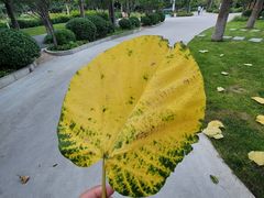-太阳宫公园