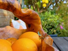 -大隐花事(熊婆婆的花园店)