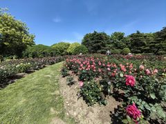 -上海滨江森林公园
