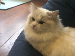 -Meowの猫咖(万家丽店)