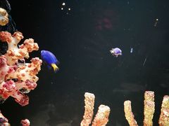 -暹罗海洋世界