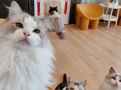 -有喵·猫咖·狗咖·30几只猫10只小狗(岗厦店)