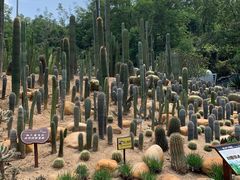 -深圳仙湖植物园