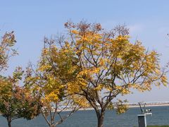-海豚湾·大堂吧(厦门佰翔波特曼七星湾酒店)