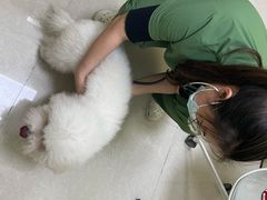 -瑞鹏宠物医院·骨科·猫科·内科(第一中心)