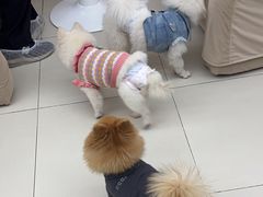 -怪兽屋·羊驼·猫咖·狗咖(俊华广场店)