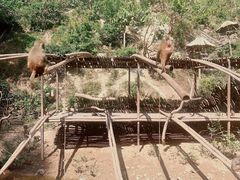 -西双版纳原始森林公园