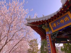 -桃花堤公园