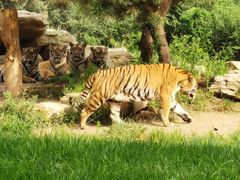 -北京野生动物园