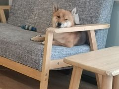 -南京Hallo宠物乐园·哈罗犬舍·柴犬繁育基地