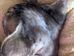 -山宅一喵德文卷毛猫舍