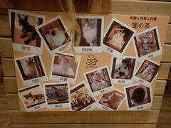 -猫的茶·猫咖