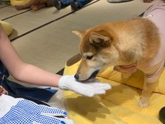-逗柴咖啡屋·狗咖猫咖宠物桌游